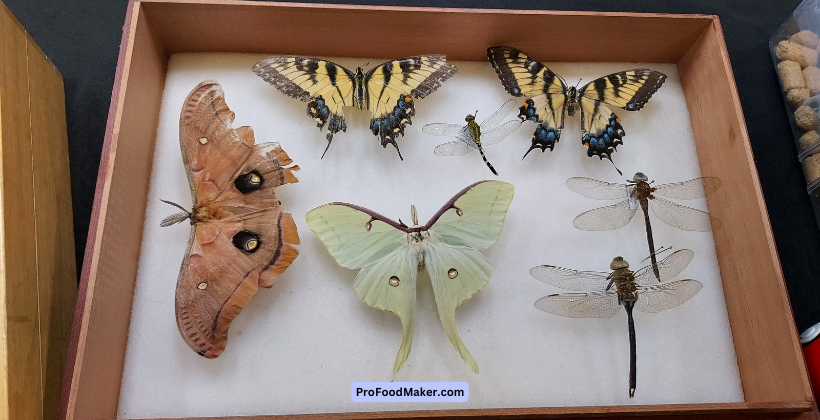 nc science museum anime night pollinators